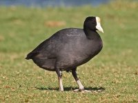 Hawaiian_Coot_RWD1.jpeg