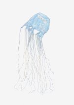 illustration-of-box-jellyfish-cubozoa-dorling-kindersley.jpeg