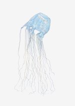 illustration-of-box-jellyfish-cubozoa-dorling-kindersley.jpeg
