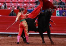 RocioMorelli_toro_en_mexico_grande.jpg