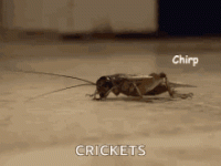 1749174114444.gif