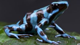 poison-dart-frog.jpeg