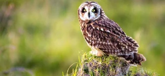pueoowl.webp pueoowl.webp