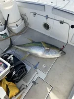 shibifreshlycaught.webp shibifreshlycaught.webp