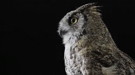 owlturninghead.gif