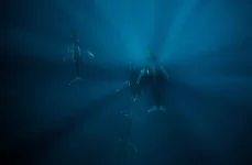 whalesinthedeep_zpsoivvjtka.webp