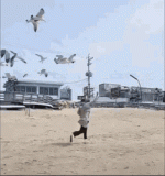 flock-of-seagulls-attacking-man-running-away-2vixdptrjc8vp6e1.gif
