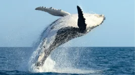 humpbackbreaching1.webp
