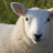 cast.sheep